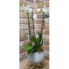 Orchid Plant In Pot